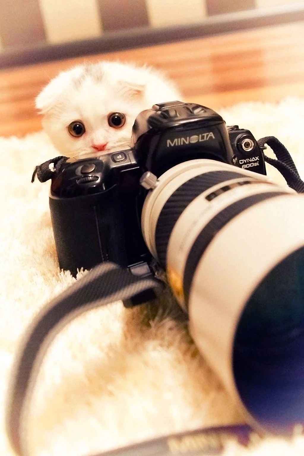 Кот с фотоаппаратом. Красивое животное