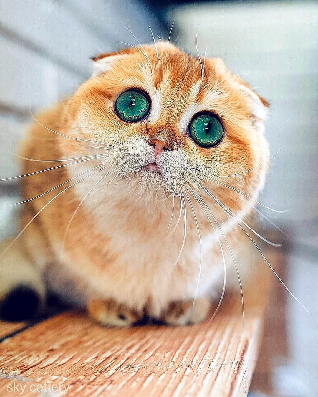 Кот с грустными глазами. Красивое животное
