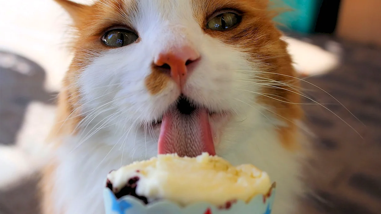 Кот с мороженым. Красивое животное