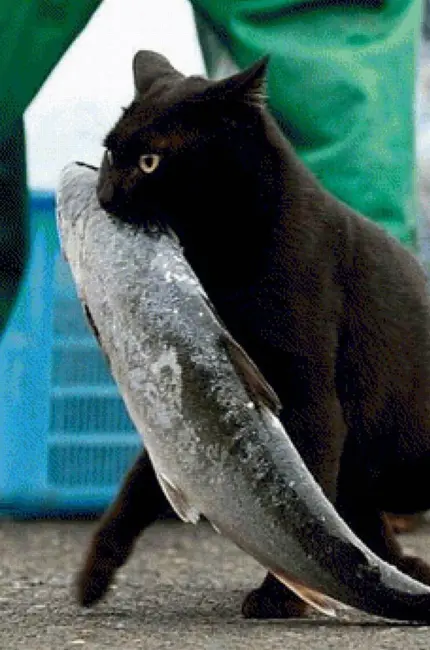 Кот с рыбой. Красивое животное