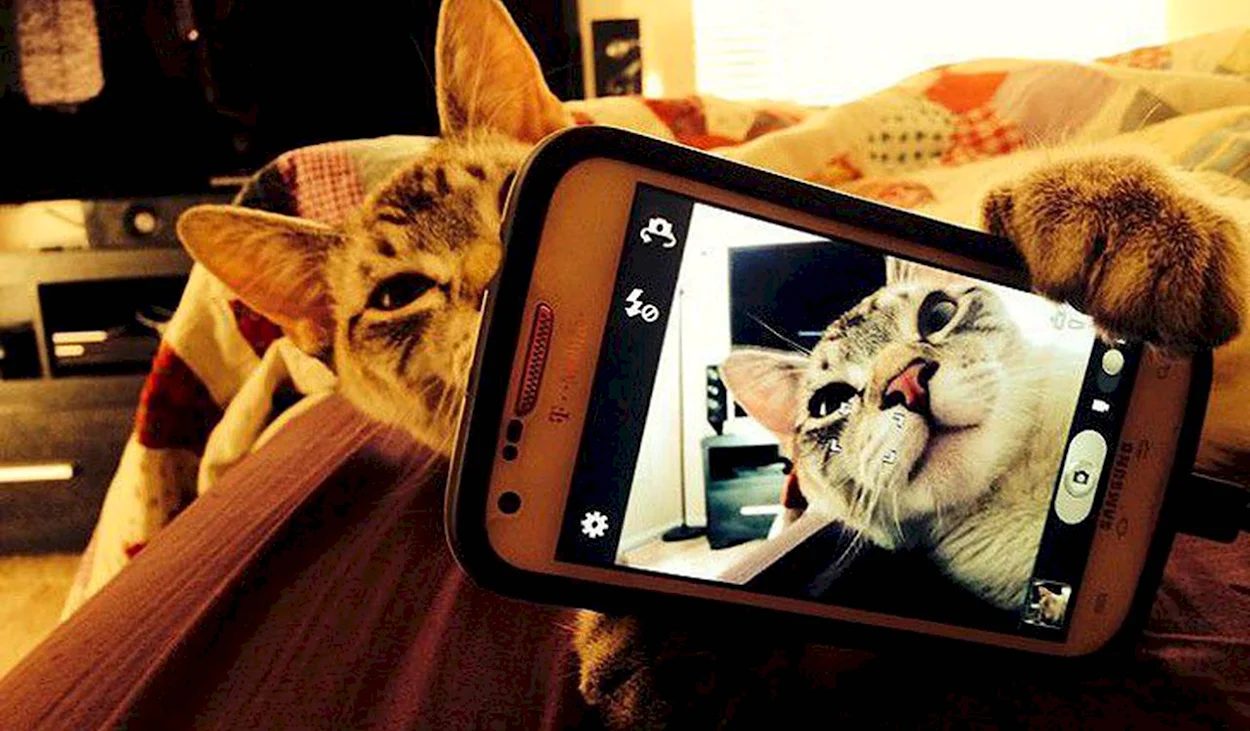 Кот с телефоном. Красивое животное
