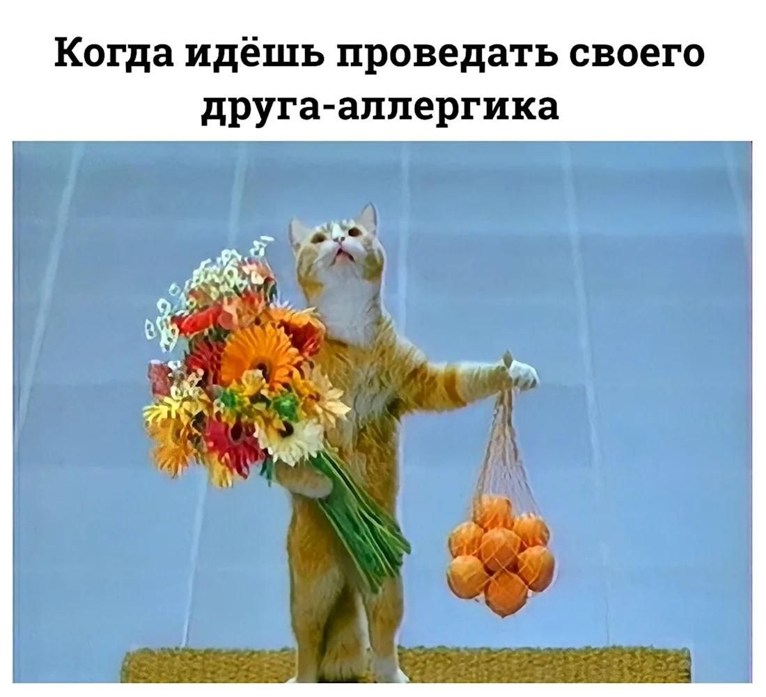 Кот с цветами и апельсинами. Открытка с днем рождения