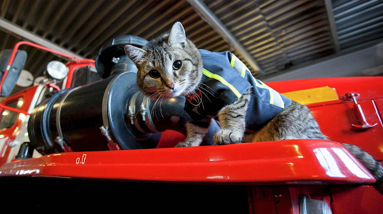 Кот семён пожарный Тюмень. Красивое животное