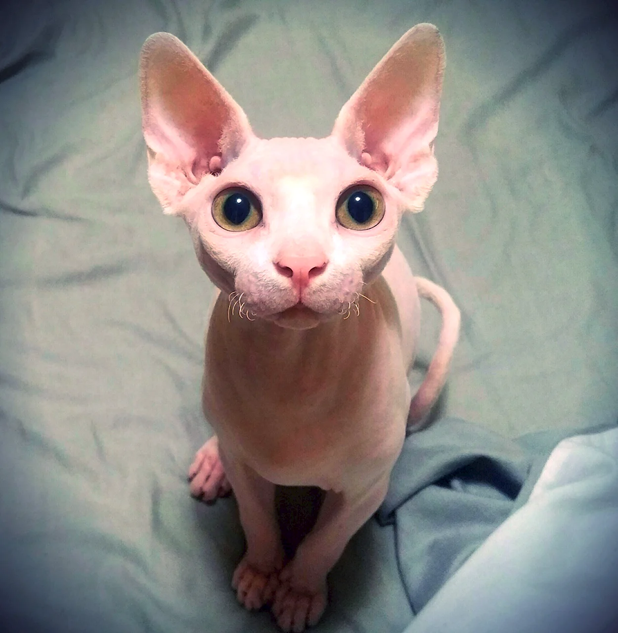 Кот сфинкс котенок. Красивое животное