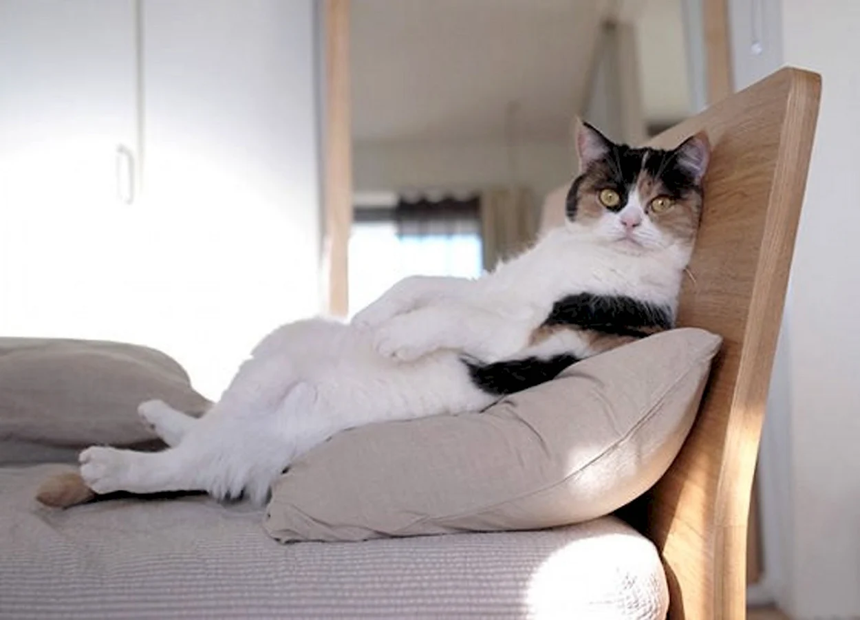 Кот сидит на диване. Красивое животное