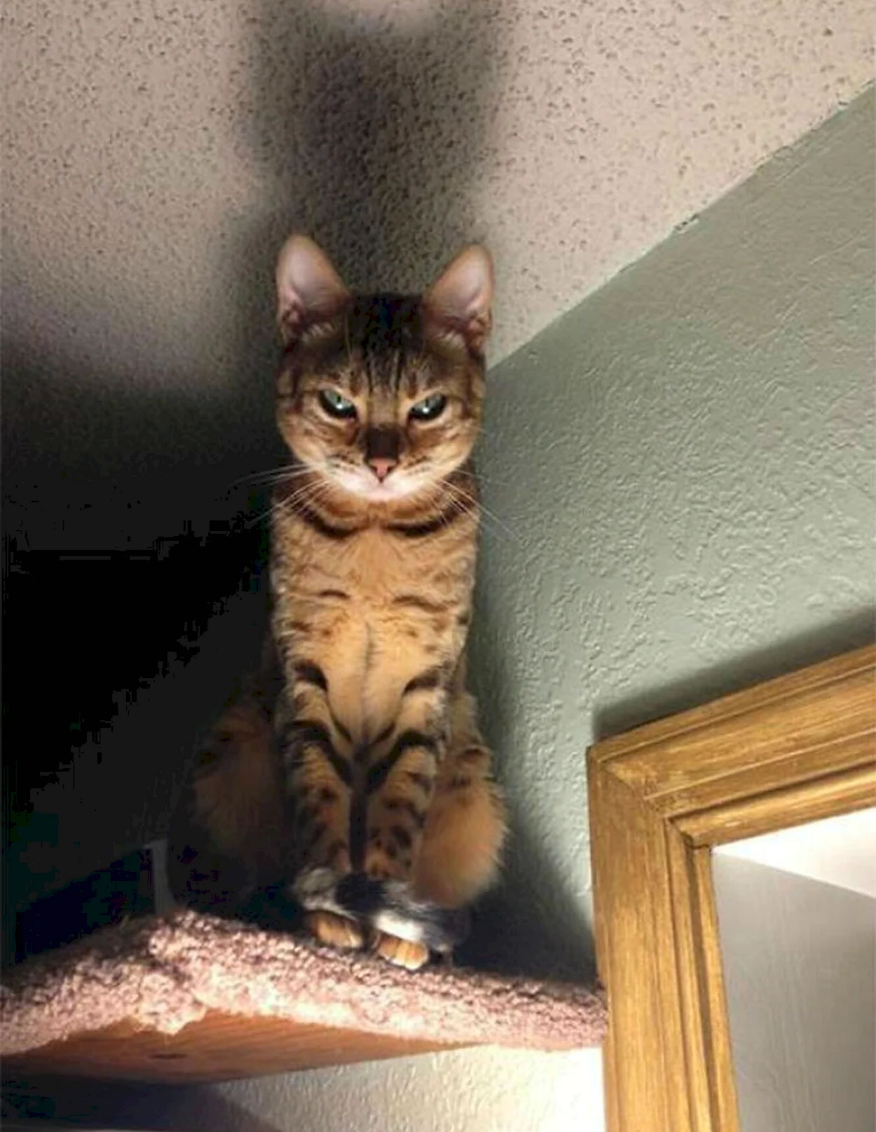 Кот сидит на шкафу. Красивое животное
