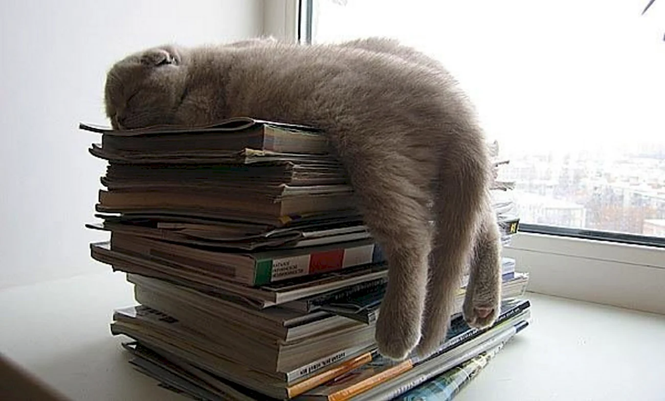 Кот спит на книгах. Картинка