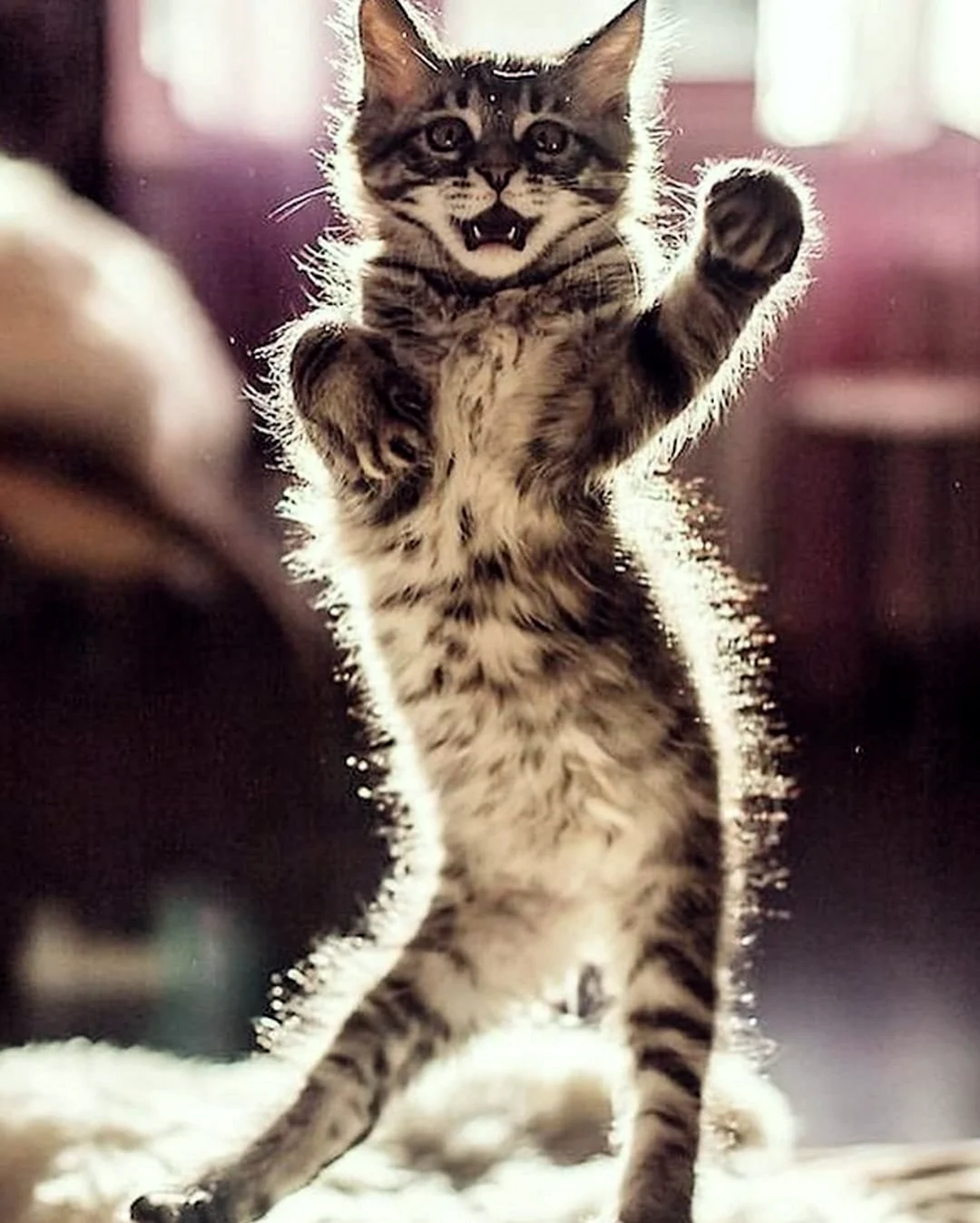 Кот танцует. Красивое животное