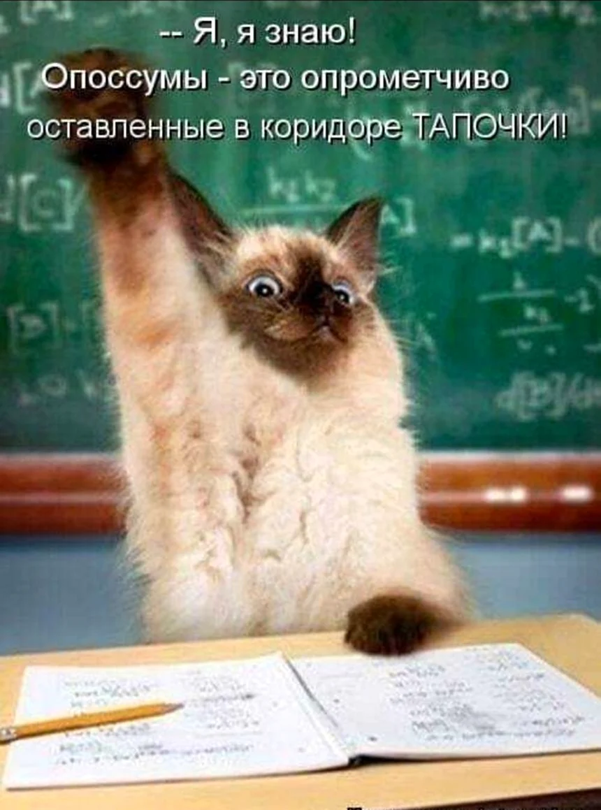 Кот ученик. Картинка