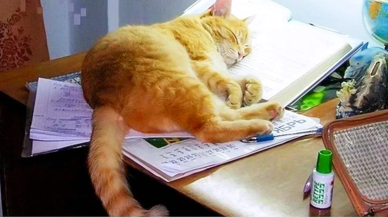 Кот учит уроки. Картинка