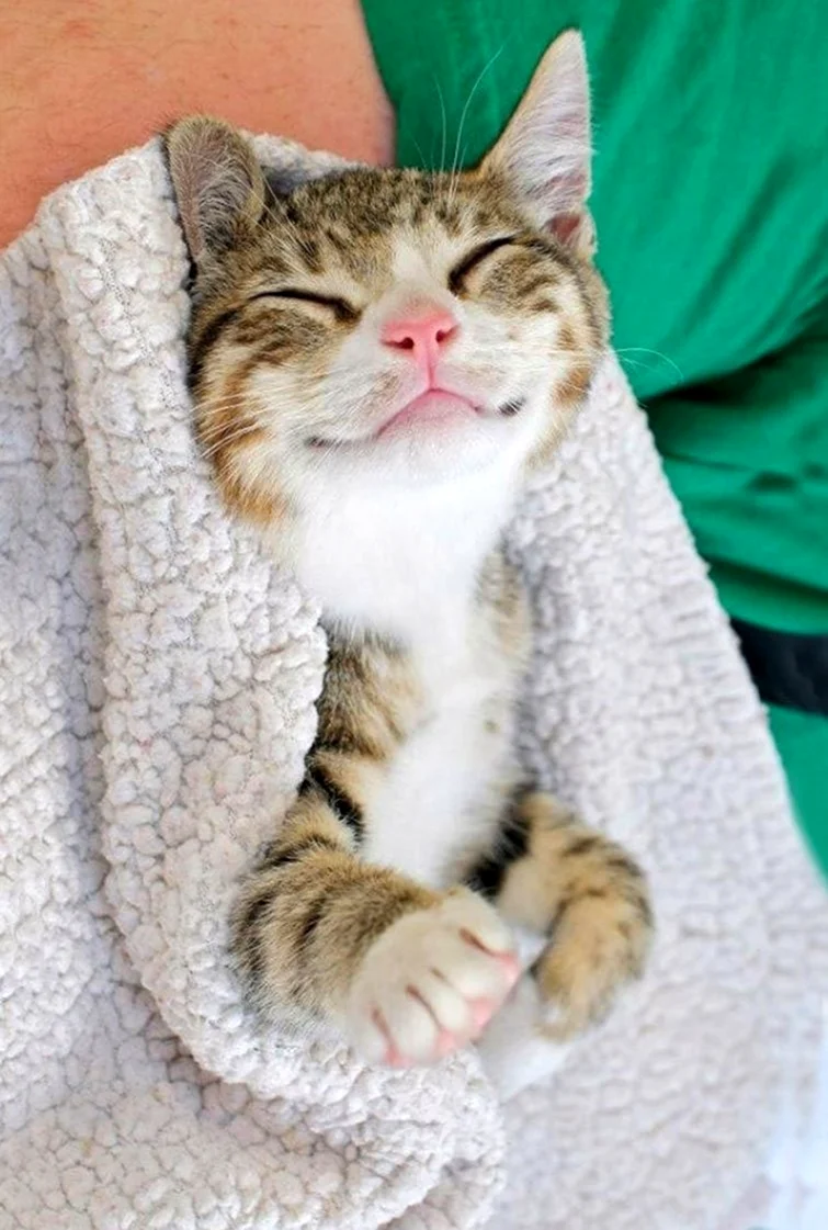 Кот улыбается. Красивые картинки животных