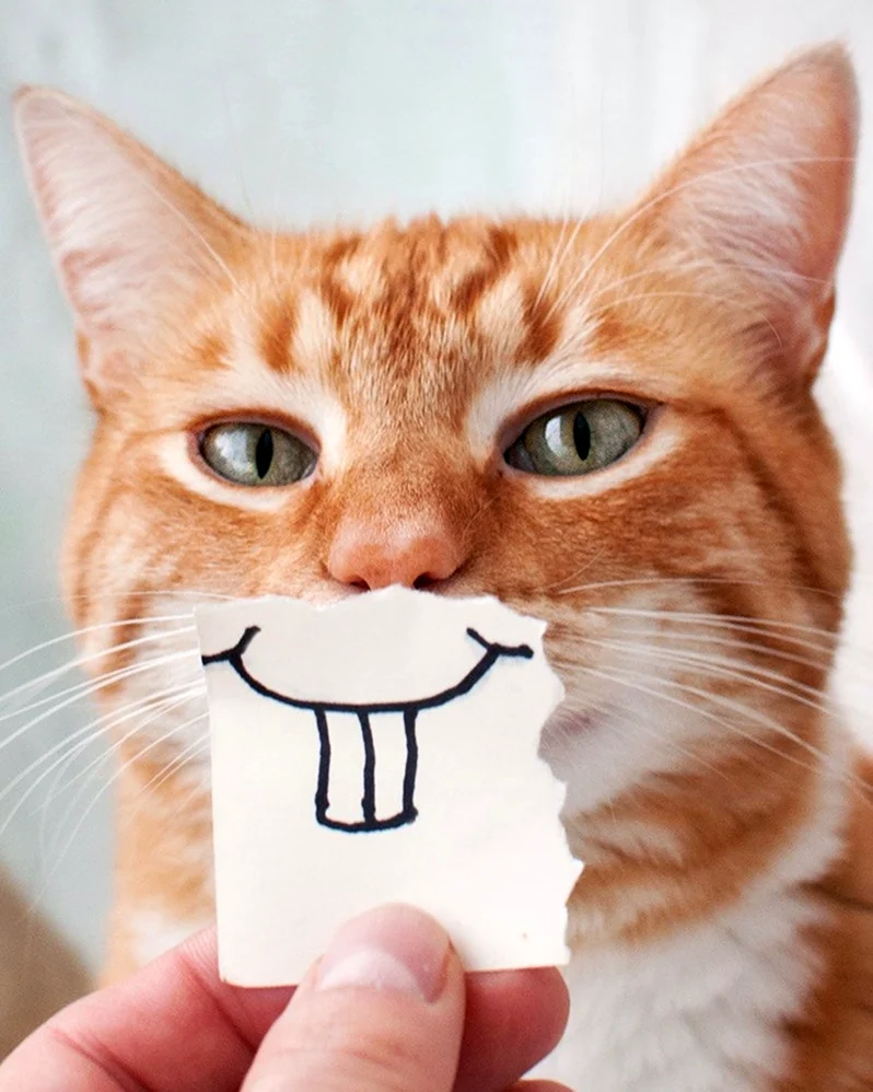 Кот улыбается. Картинка