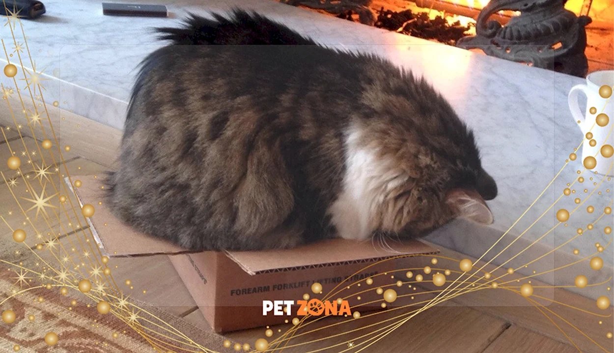 Кот в картонной коробке. Красивое животное