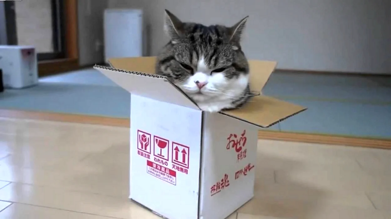 Кот в коробке. Красивое животное