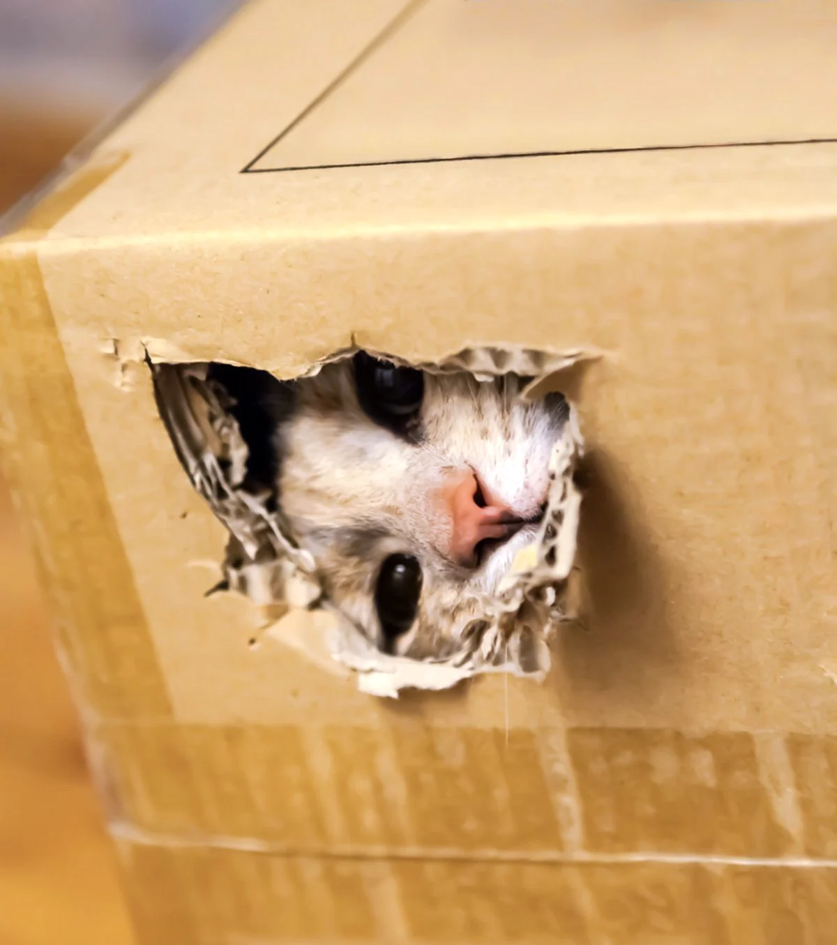 Кот в коробке. Красивое животное