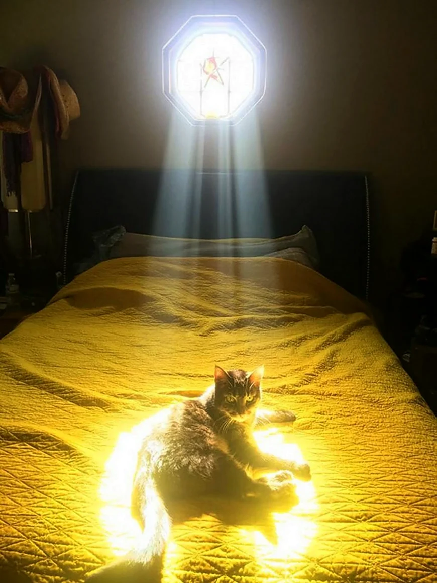 Кот в лучах солнца. Красивое животное