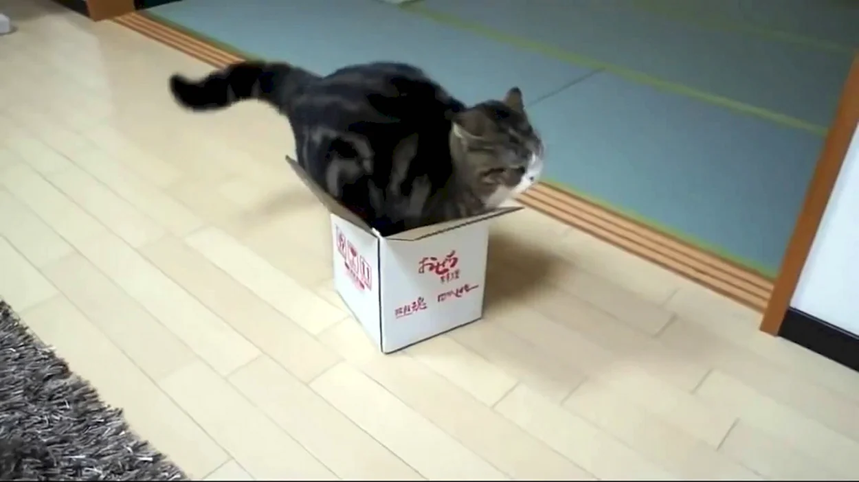 Кот в маленькой коробке. Красивое животное