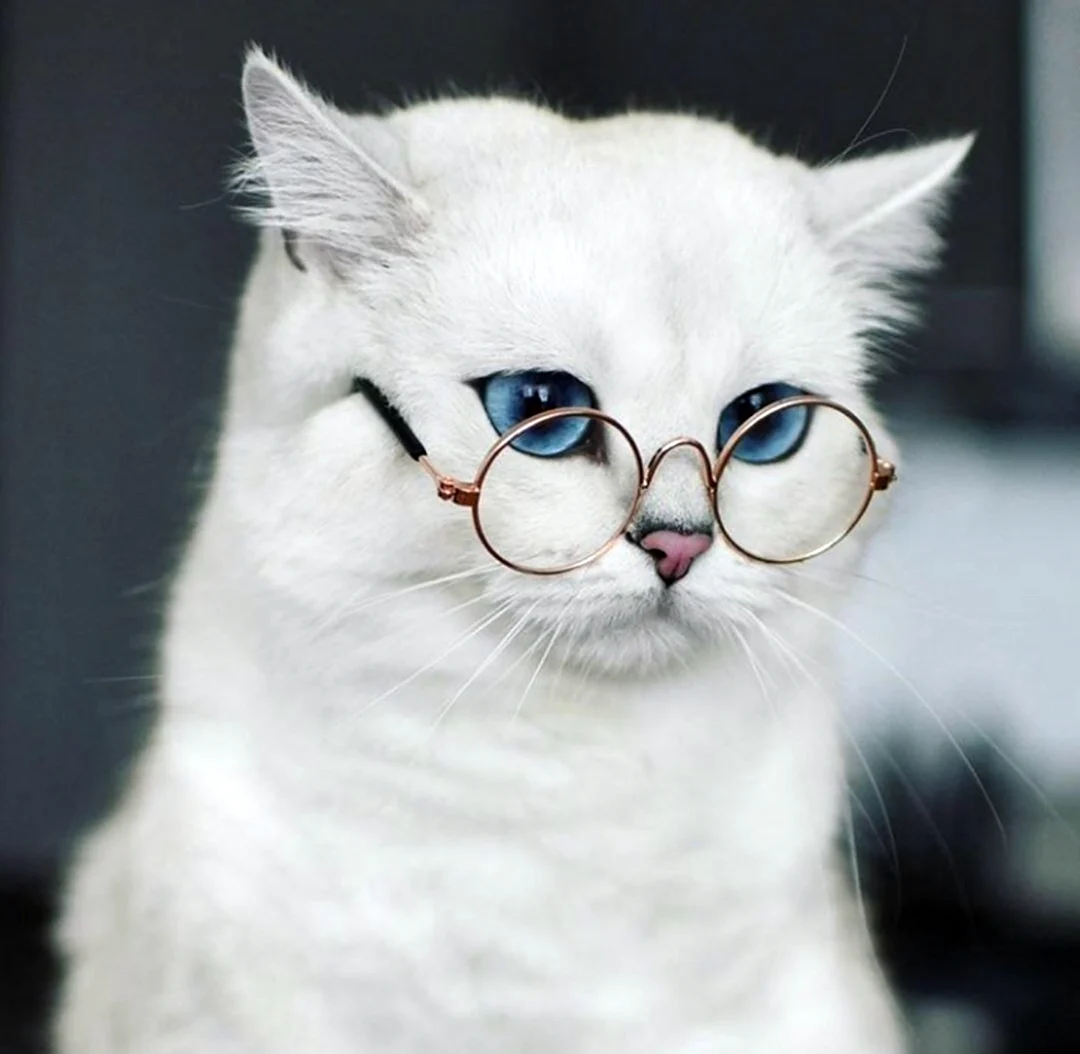 Кот в очках. Картинка