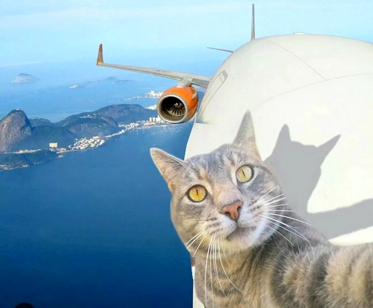Кот в самолете. Красивое животное