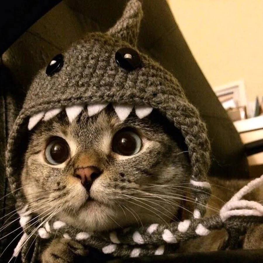 Кот в шапке. Картинка