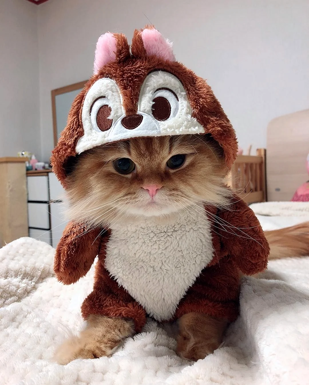 Кот в шапке. Красивое животное