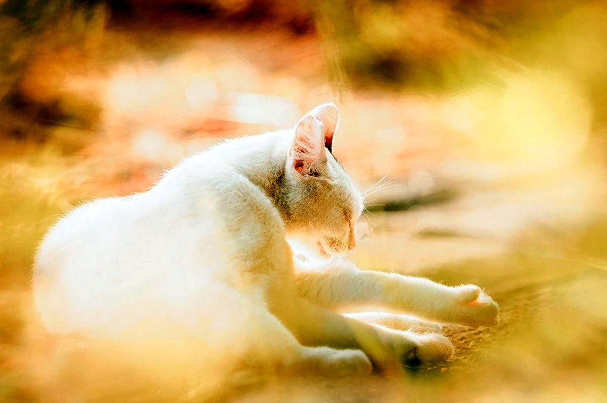 Кот в солнечных лучах. Красивое животное