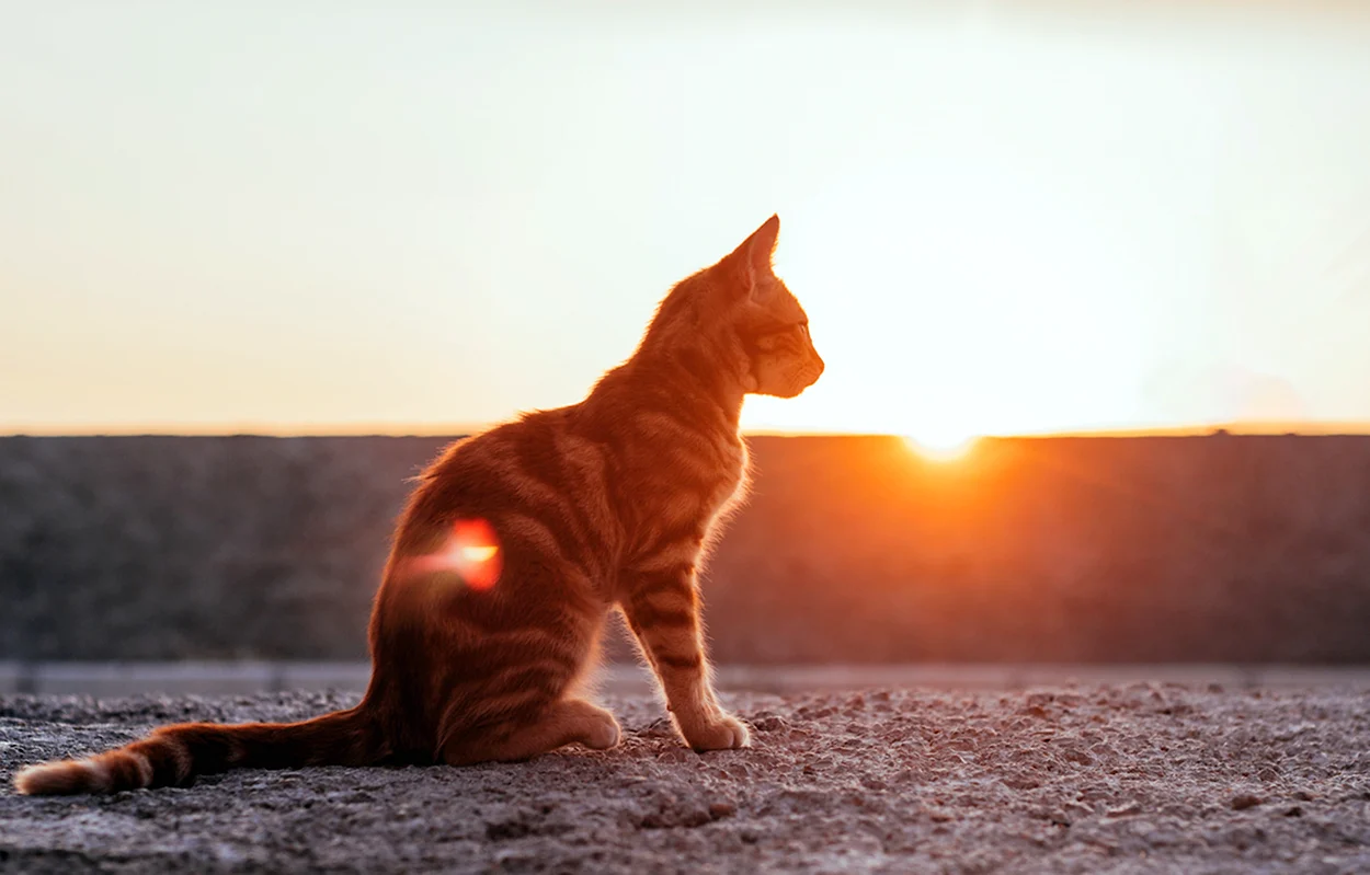Кот в солнечных лучах. Красивое животное