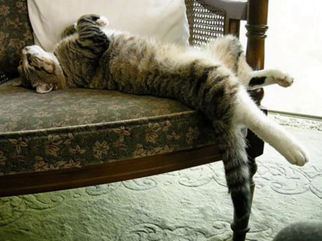 Кот валяется на диване. Красивое животное