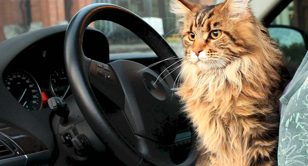 Кот за рулем. Красивое животное