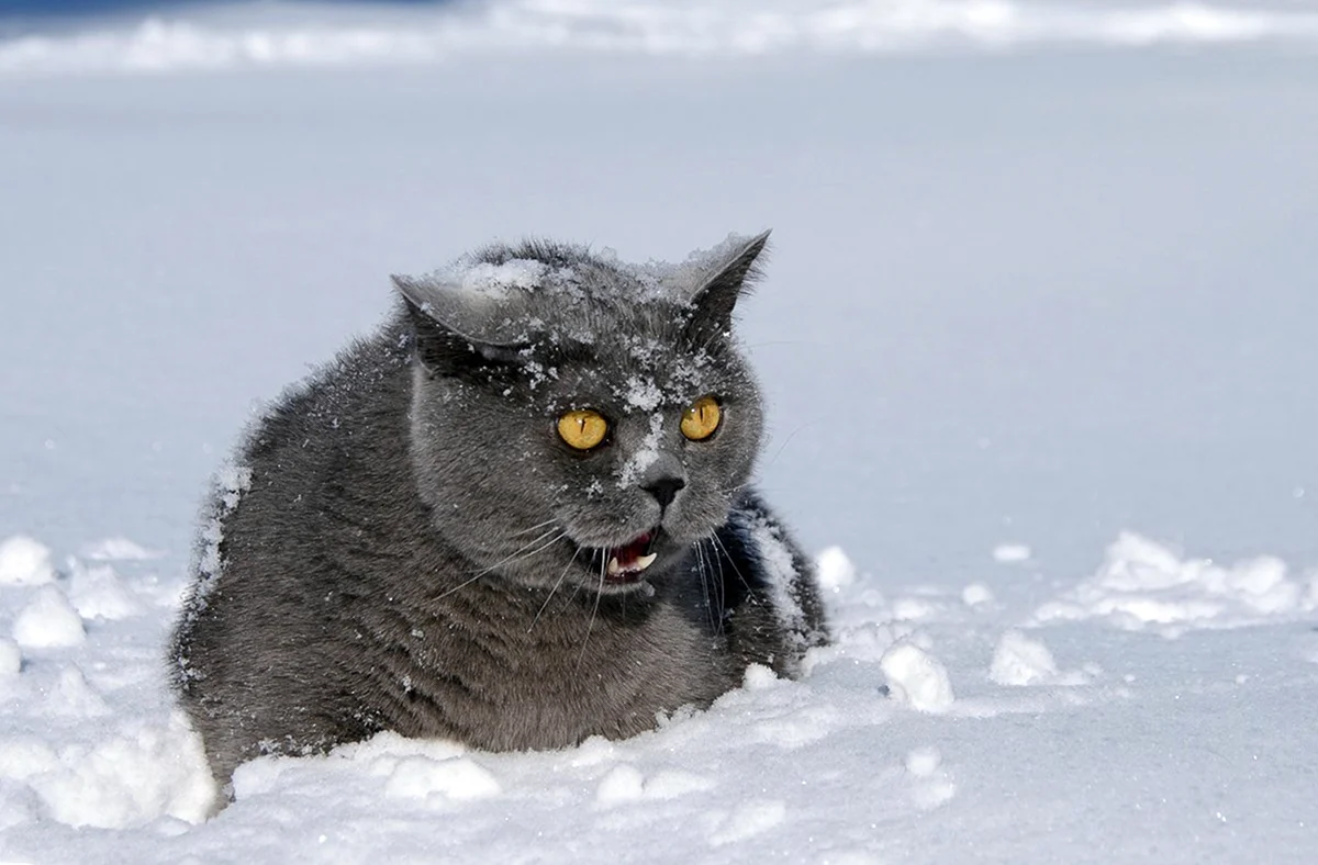 Кот замерз. Картинка
