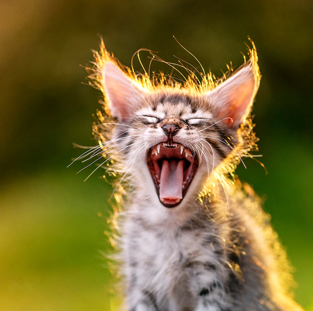 Кот зевает. Красивые картинки животных