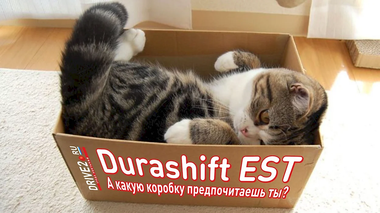 Кот живёт в коробке. Красивое животное