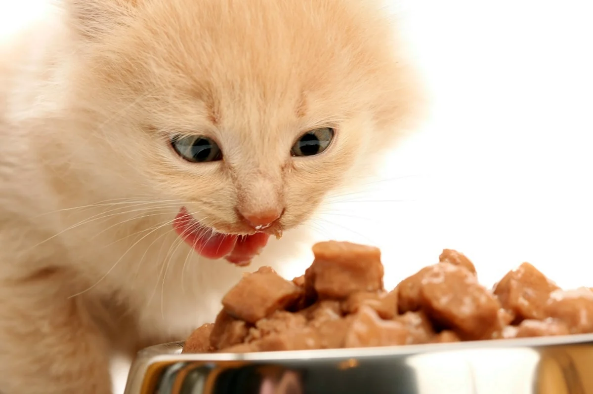 Котенок ест. Красивое животное
