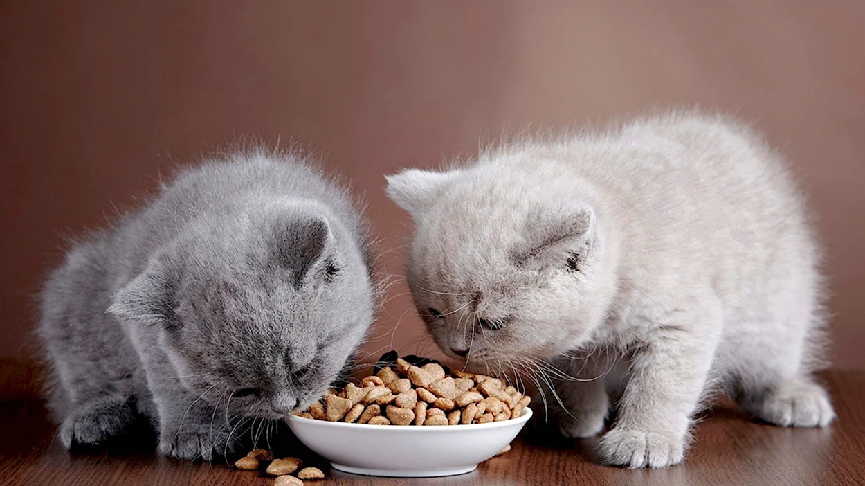 Котенок ест корм. Красивое животное