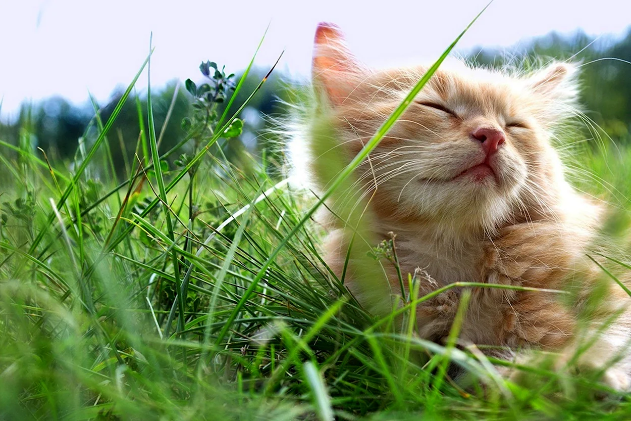 Котёнок и солнышко. Красивое животное
