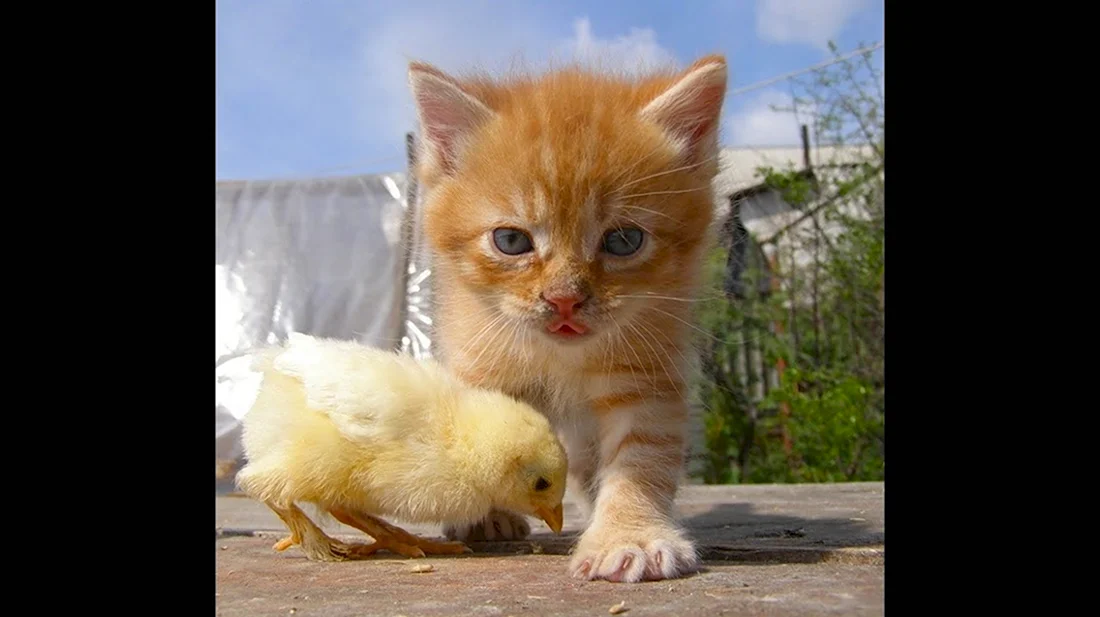 Котенок и цыпленок. Красивые картинки животных