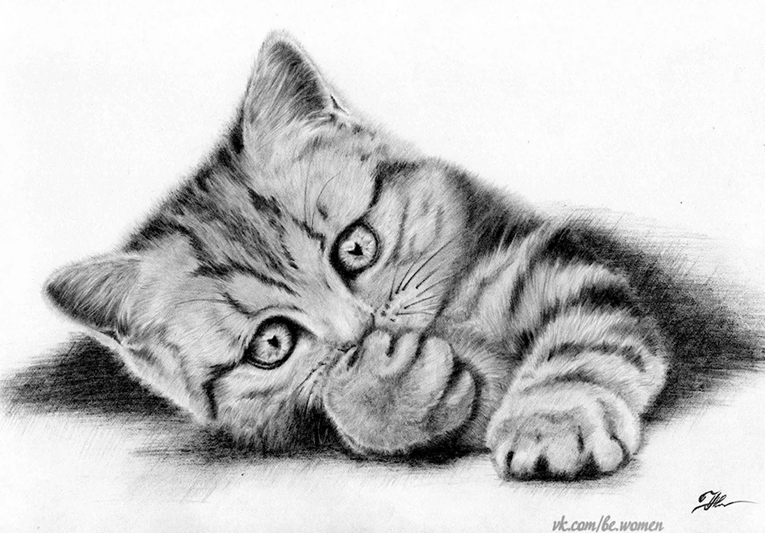Котенок карандашом. Красивые картинки животных