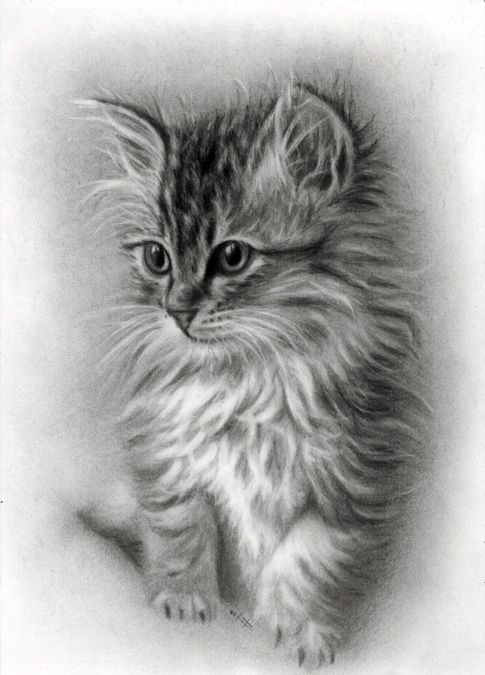 Котенок карандашом. Красивые картинки животных