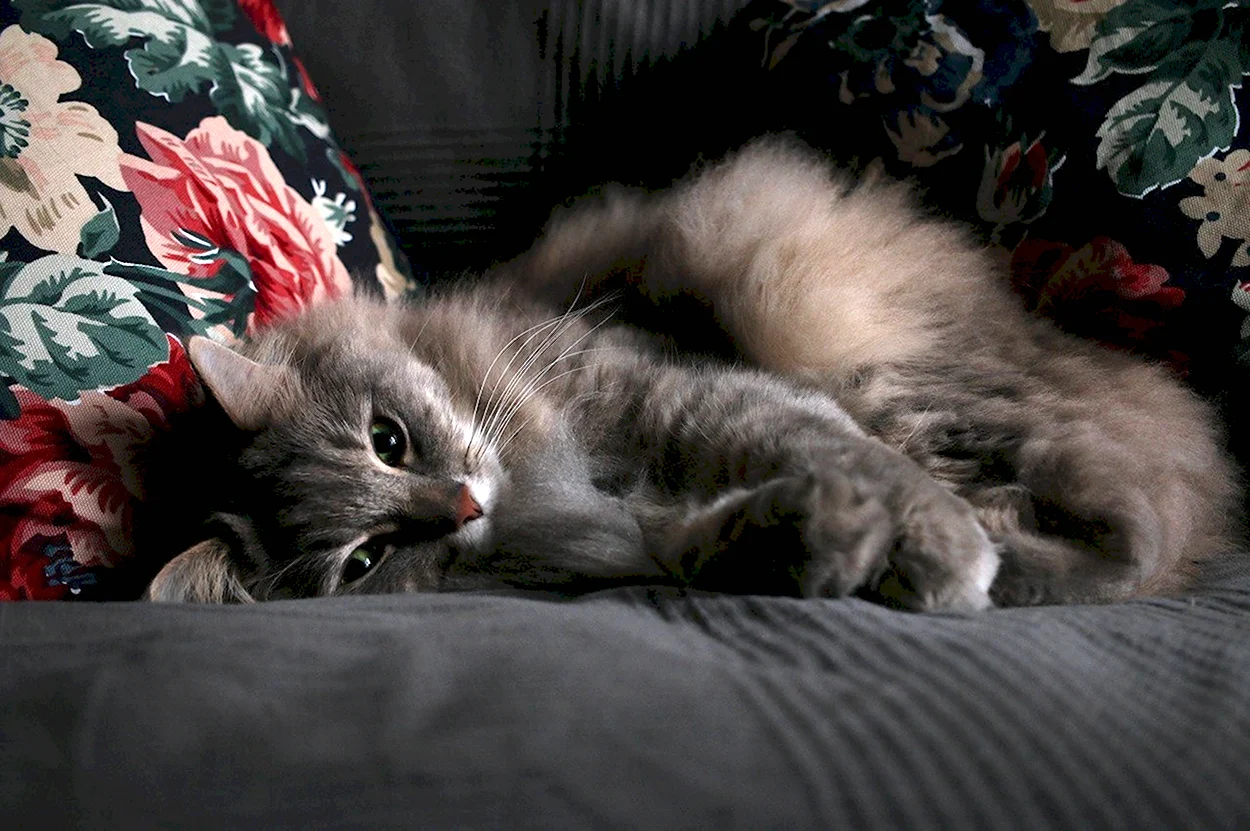 Котенок на диване. Красивое животное
