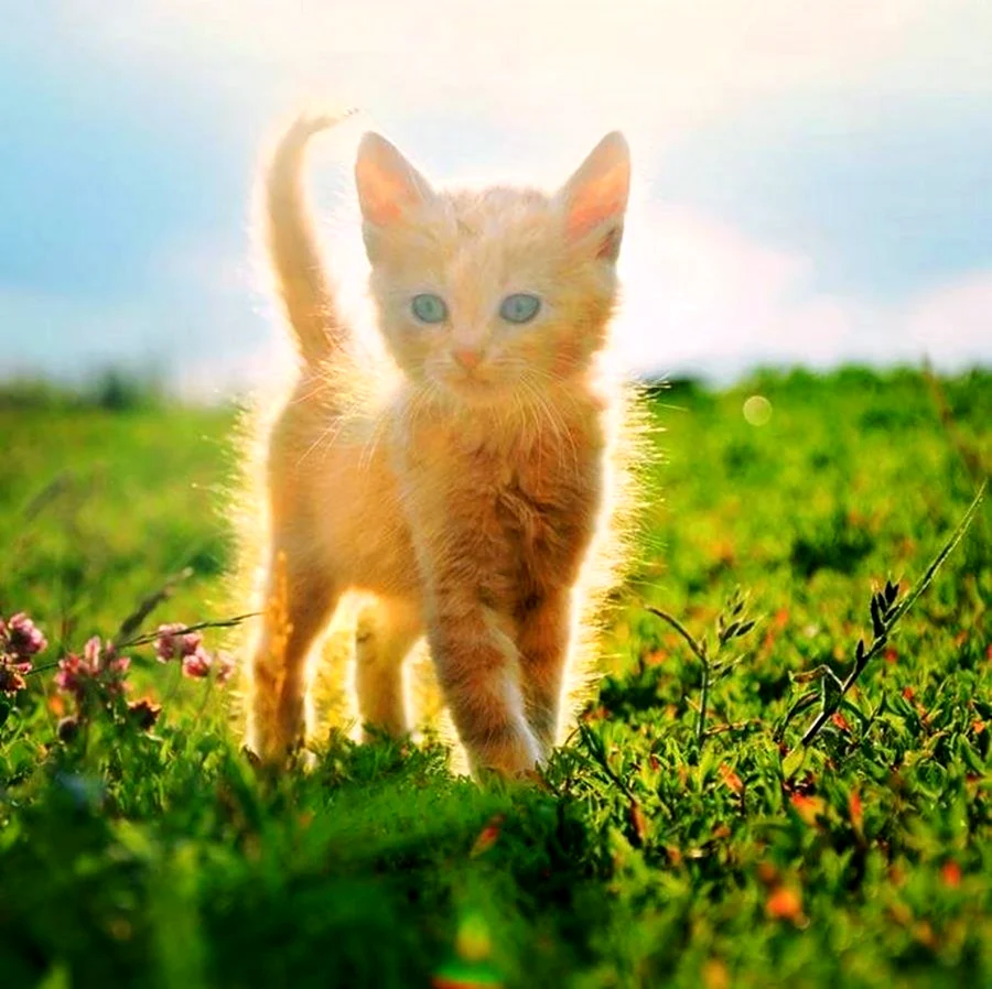 Котенок на солнце. Красивое животное