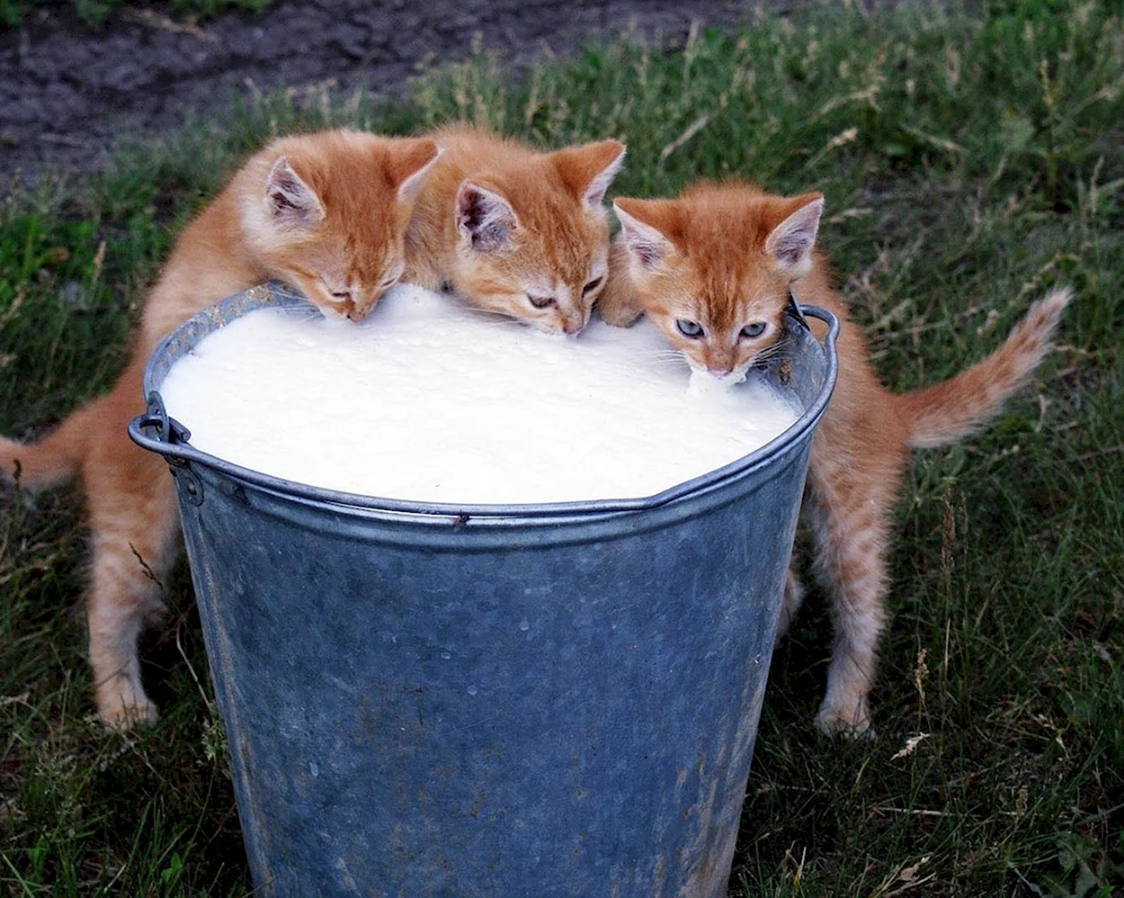 Котенок пьет молоко. Красивое животное