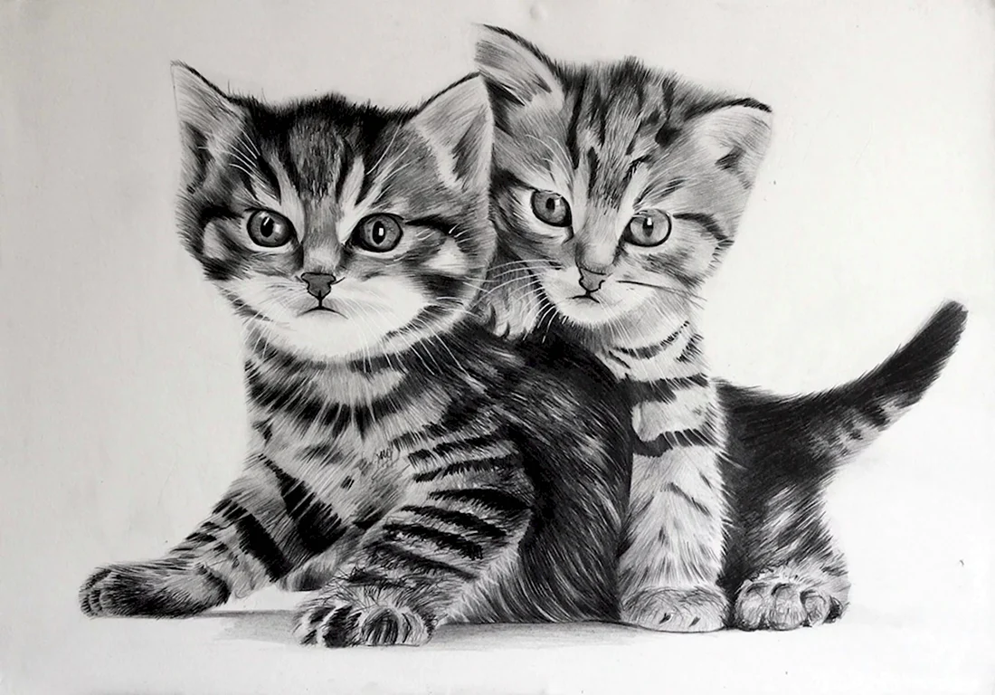 Котенок рисунок. Красивые картинки животных