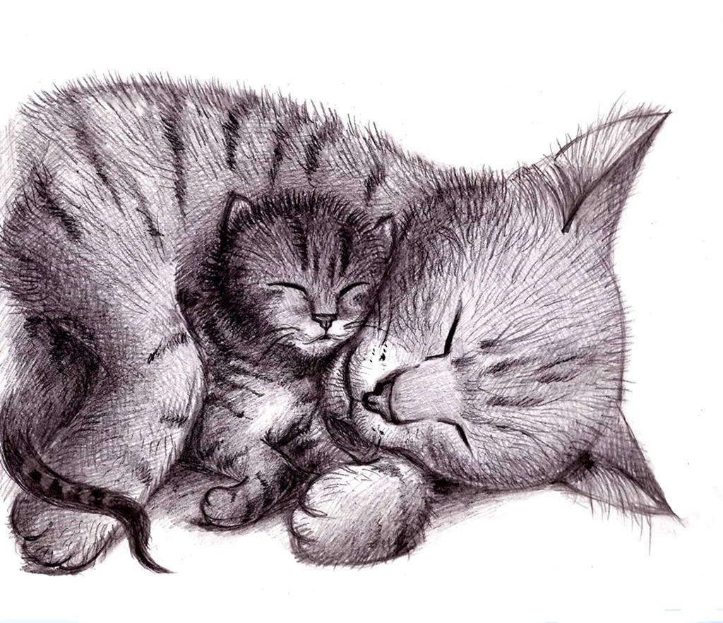 Котенок рисунок. Красивые картинки животных