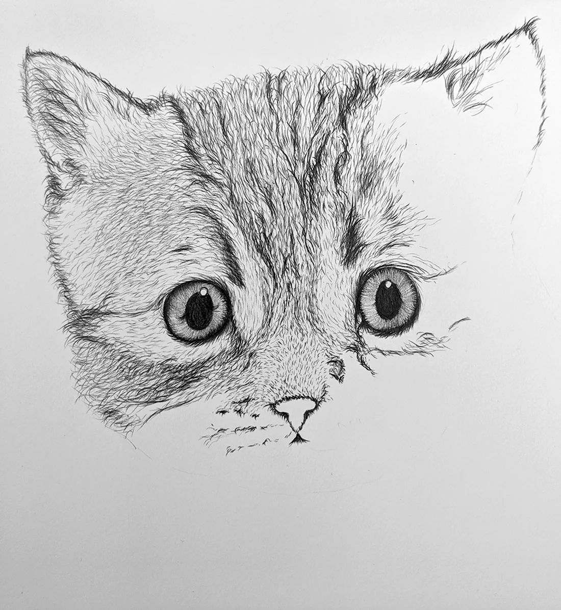 Котёнок рисунок карандашом. Красивые картинки животных