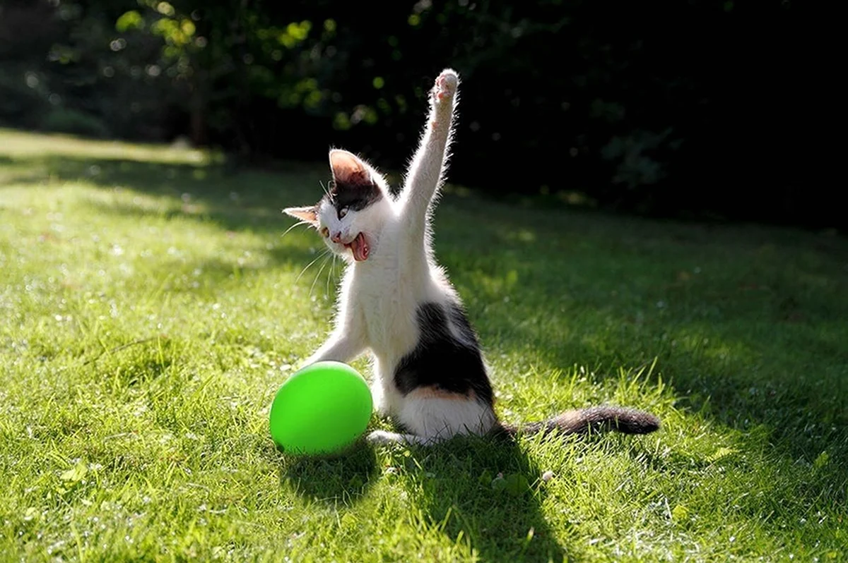 Котенок с мячиком. Картинка