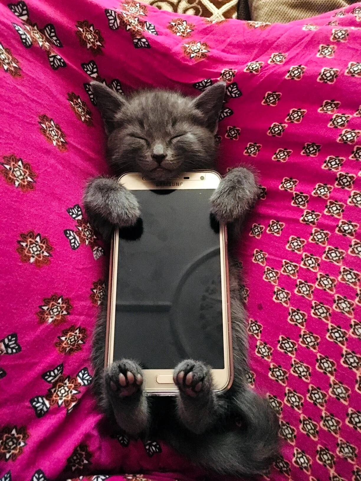 Котенок с телефоном. Картинка