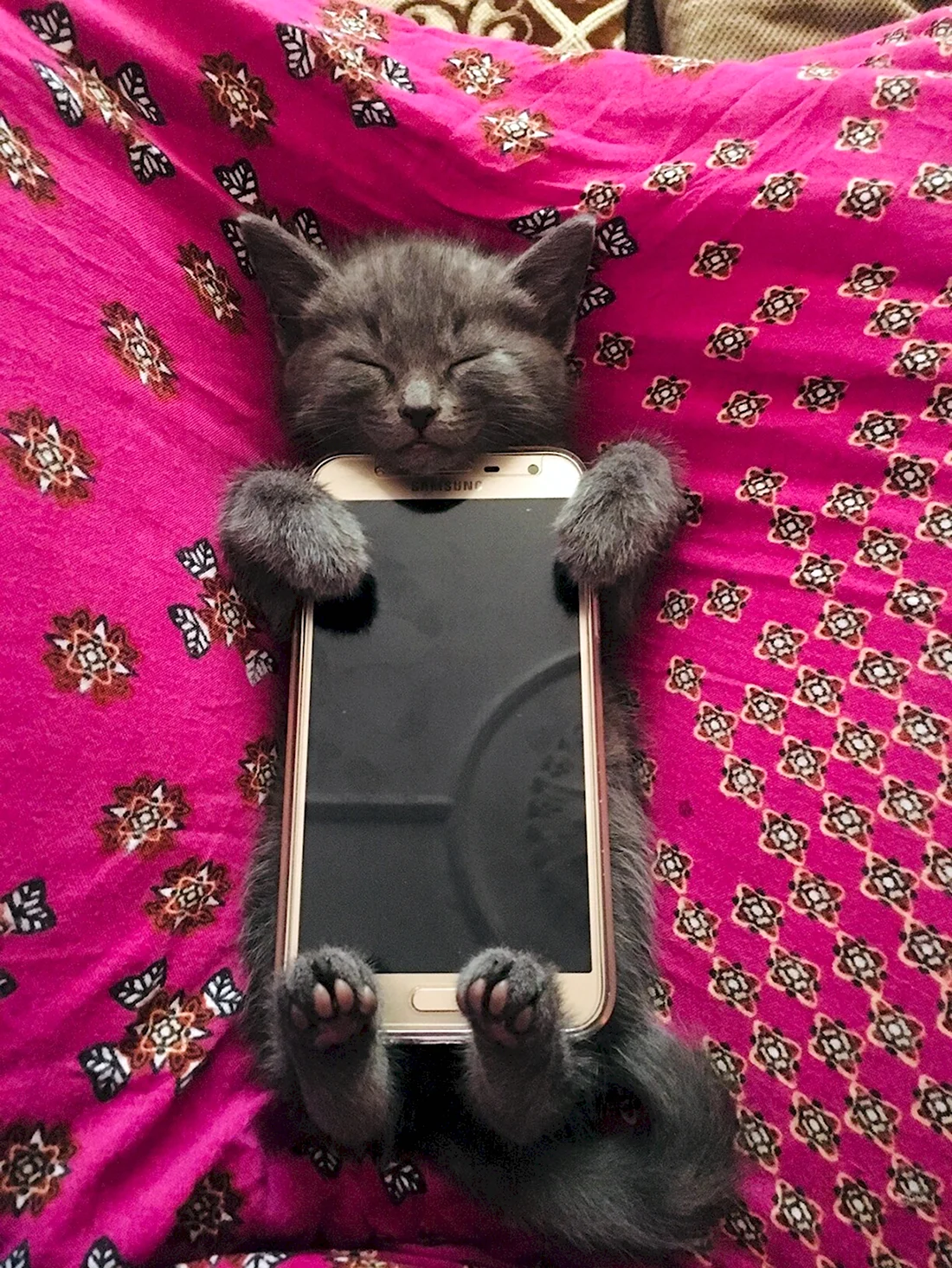 Котенок с телефоном. Красивые картинки животных