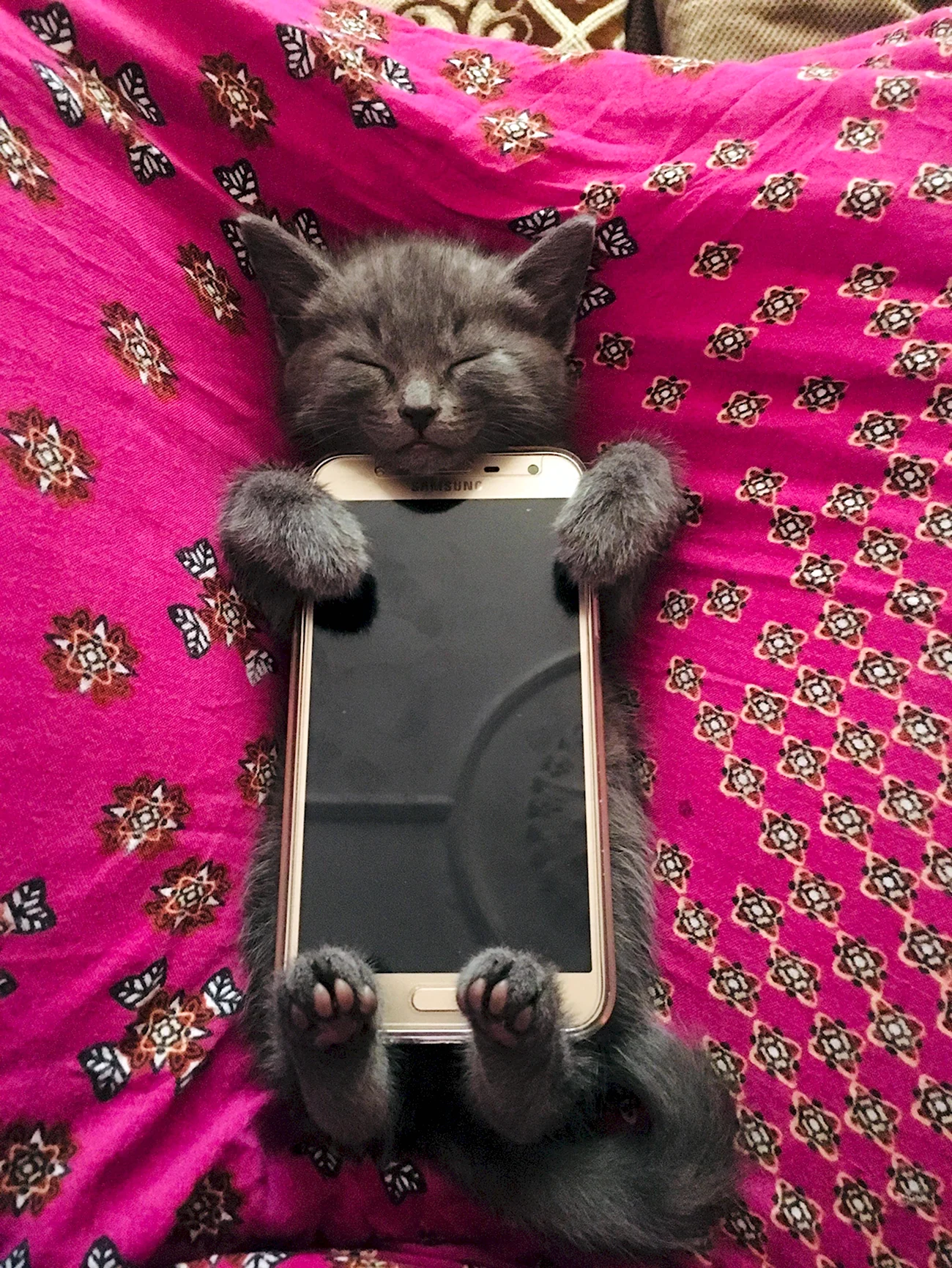 Котенок с телефоном. Картинка