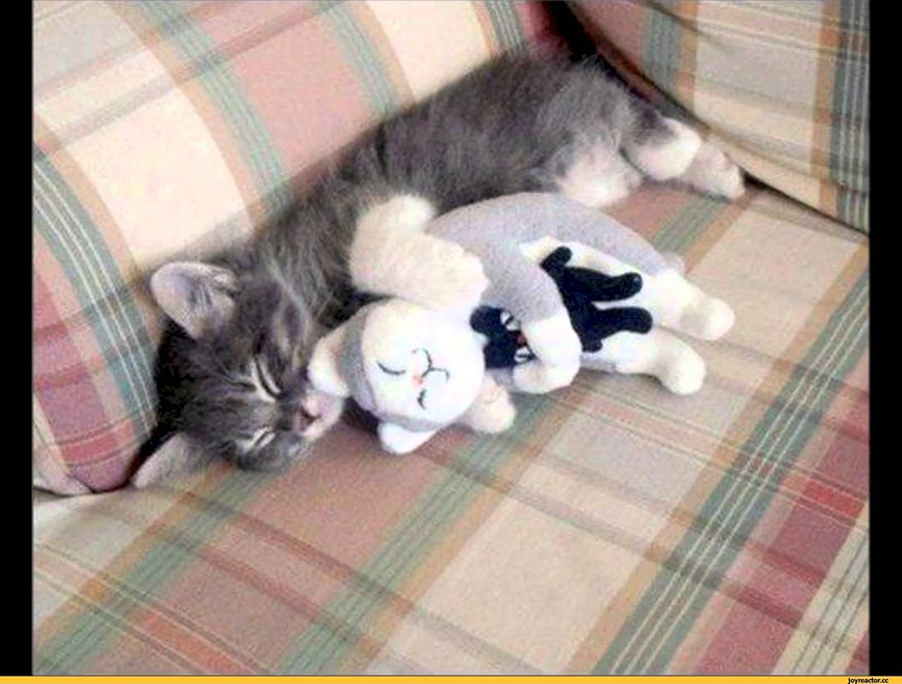 Котенок спит с игрушкой. Картинка