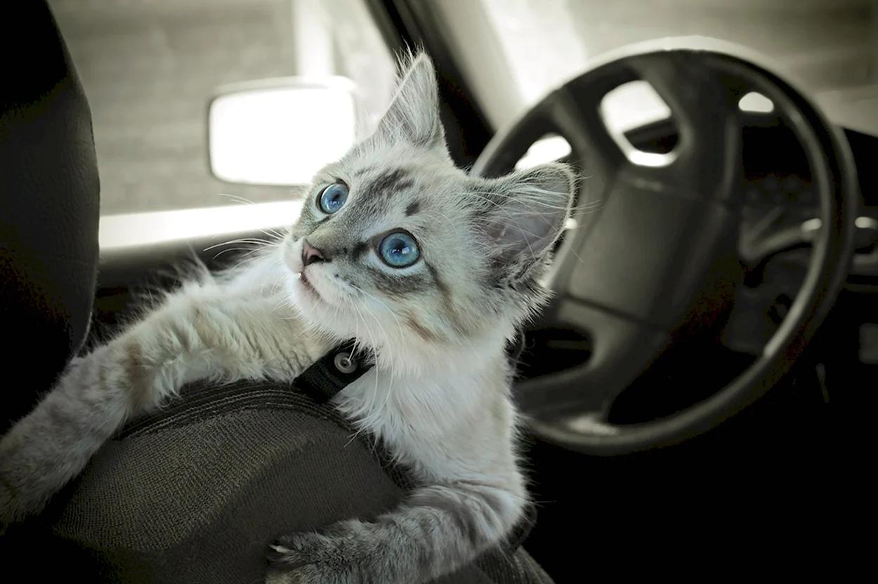 Котенок в машине. Красивое животное